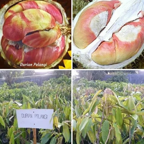 Sầu riêng cầu vồng hiện được một số trang trại trên khắp Indonesia trồng và bán thông qua các chợ địa phương như một đặc sản. Ảnh: Flickr