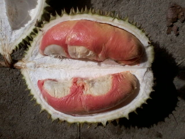 Sầu riêng Pelangi đang được thử nghiệm như một giống thương mại mới của Indonesia với hy vọng cạnh tranh với các giống sầu riêng nổi trội có nguồn gốc từ Malaysia và Thái Lan. Ảnh: Flickr