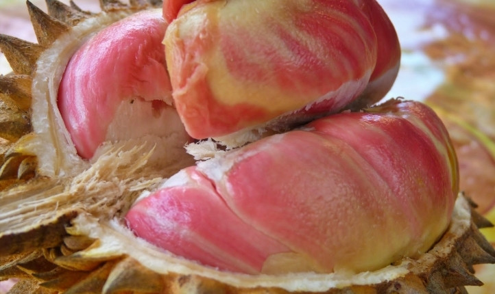 Sầu riêng Pelangi được tạo ra từ ba loài sầu riêng khác biệt. Chính sự lai tạo phức tạp này tạo ra thịt quả có màu rực rỡ. Ảnh: BorobudurNews