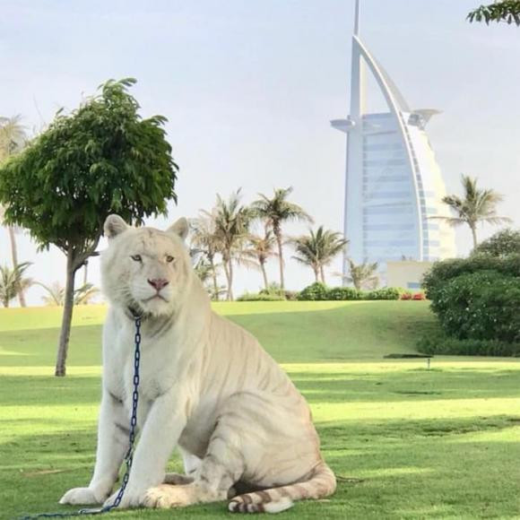 Không phải chó hay mèo, thú cưng của giới siêu giàu Dubai đến từ hoang dã như sư tử, gấu hay báo gêpa.