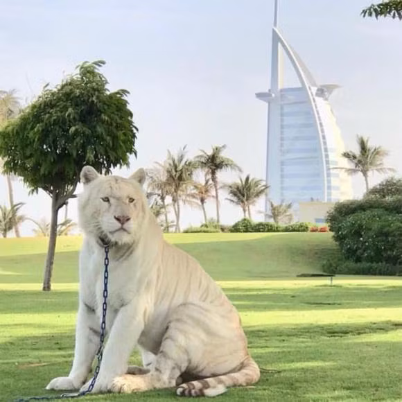 Không phải chó hay mèo, thú cưng của giới siêu giàu Dubai đến từ hoang dã như sư tử, gấu hay báo gêpa.