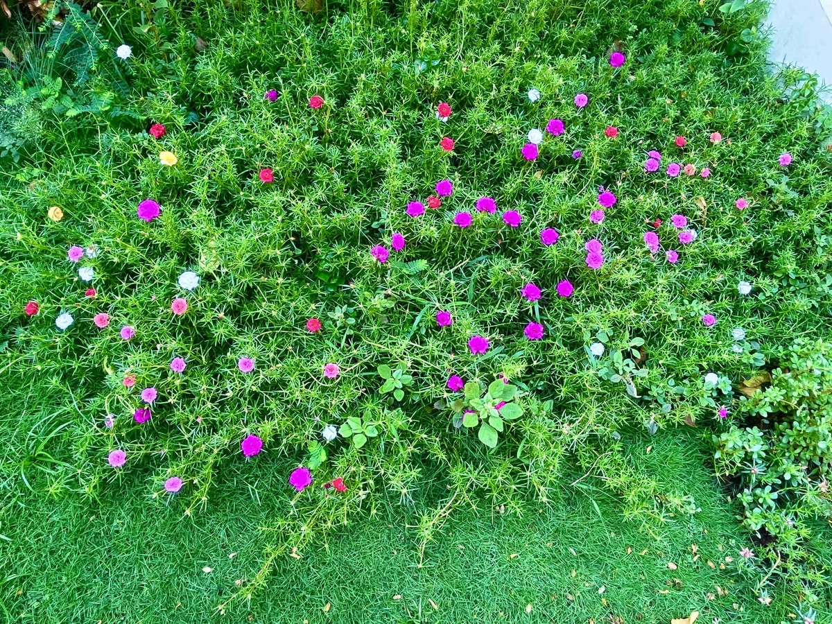 Mùa hè đến, hoa trong vườn đua nhau khoe sắc.