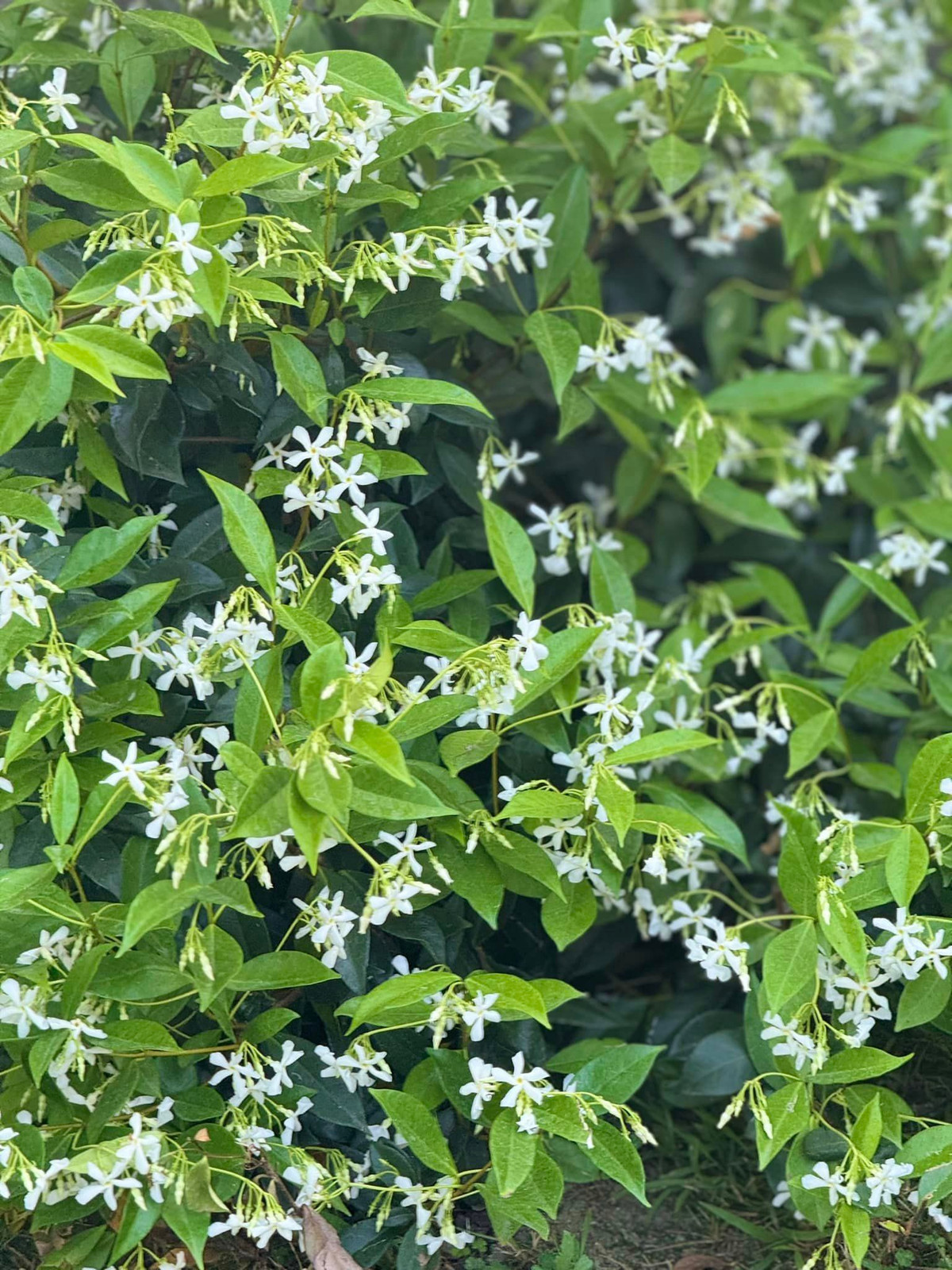 Ngoài rau xanh, khu vườn của Kim Hiền còn trồng rất nhiều hoa. Ảnh: FB Kim Hiền