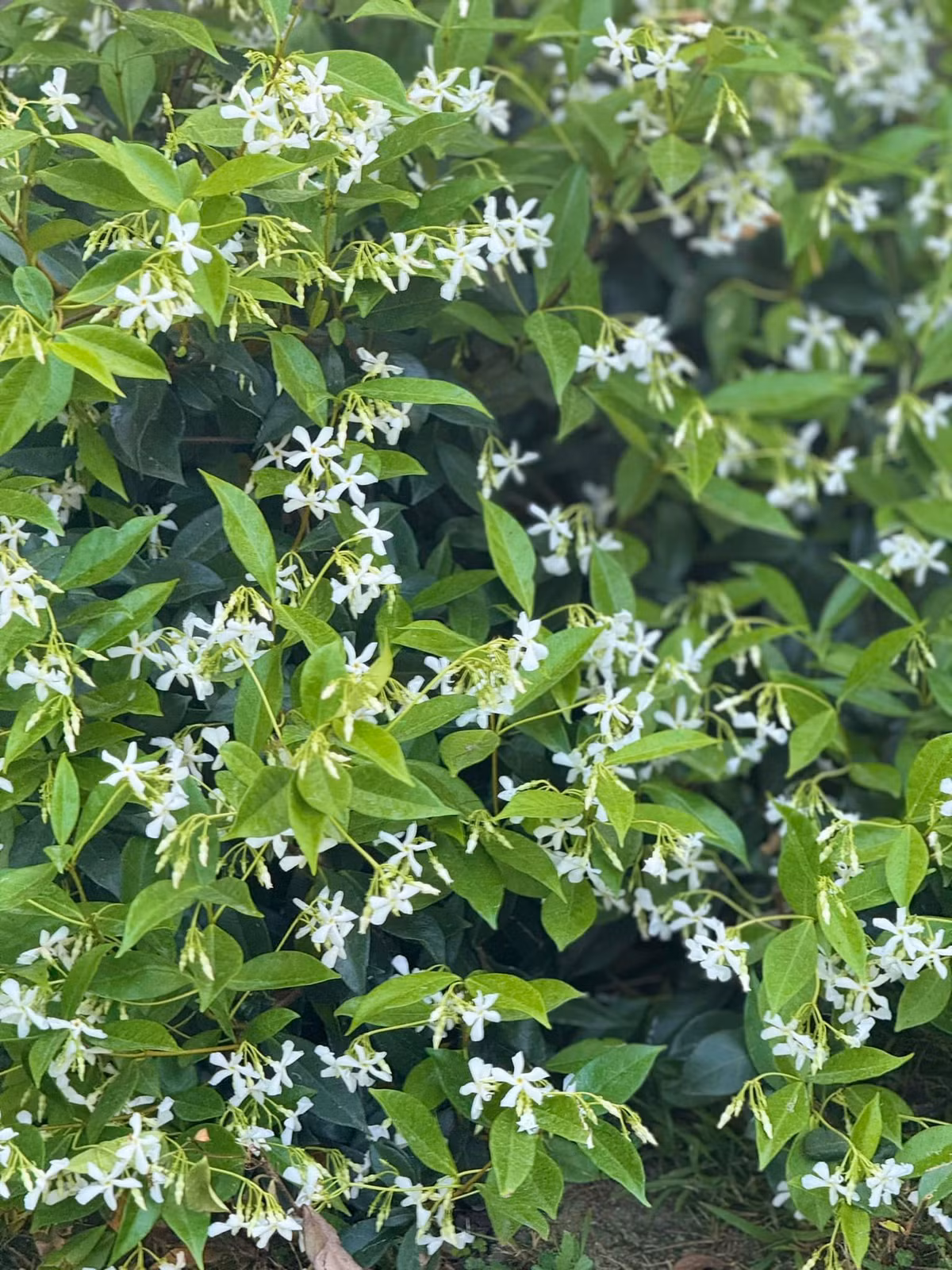 Ngoài rau xanh, khu vườn của Kim Hiền còn trồng rất nhiều hoa. Ảnh: FB Kim Hiền