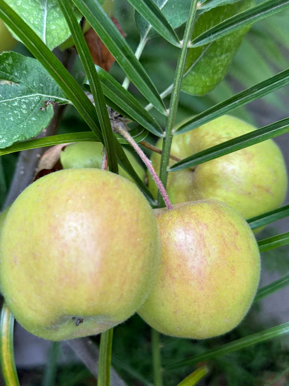 Bên cạnh đó còn có nhiều cây ăn trái. Ảnh: FB Kim Hiền