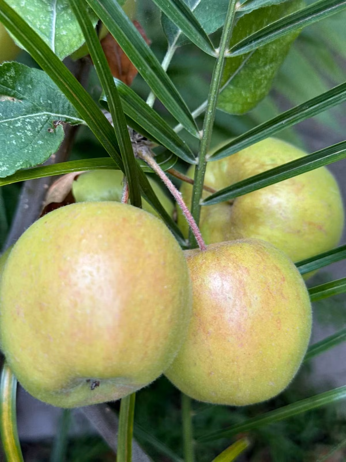 Bên cạnh đó còn có nhiều cây ăn trái. Ảnh: FB Kim Hiền