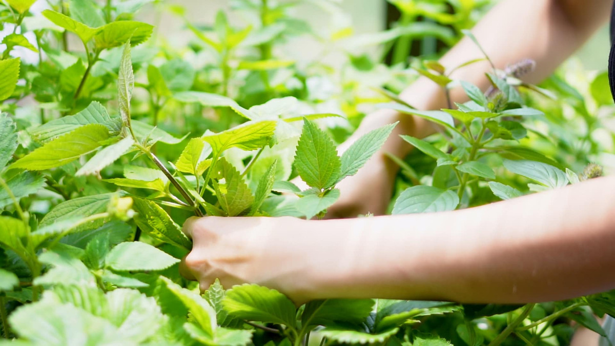 Bà mẹ hai con ngạc nhiên vì sự phát triển nhanh của các loại rau thơm này. Ảnh: FB Kim Hiền