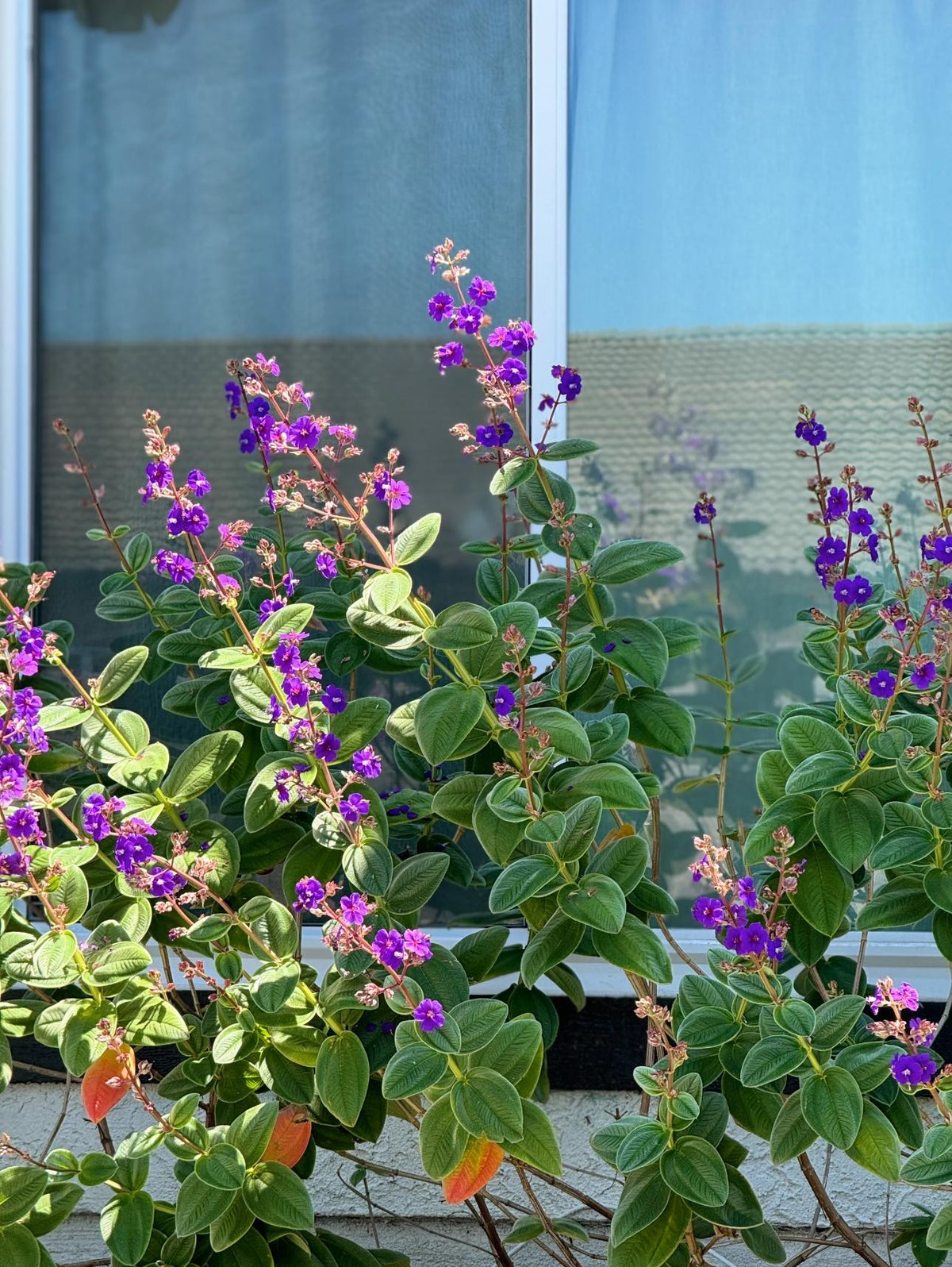 Nữ diễn viên hào hứng chia sẻ vườn hoa màu tím bắt mắt. Ảnh: FB Kim Hiền