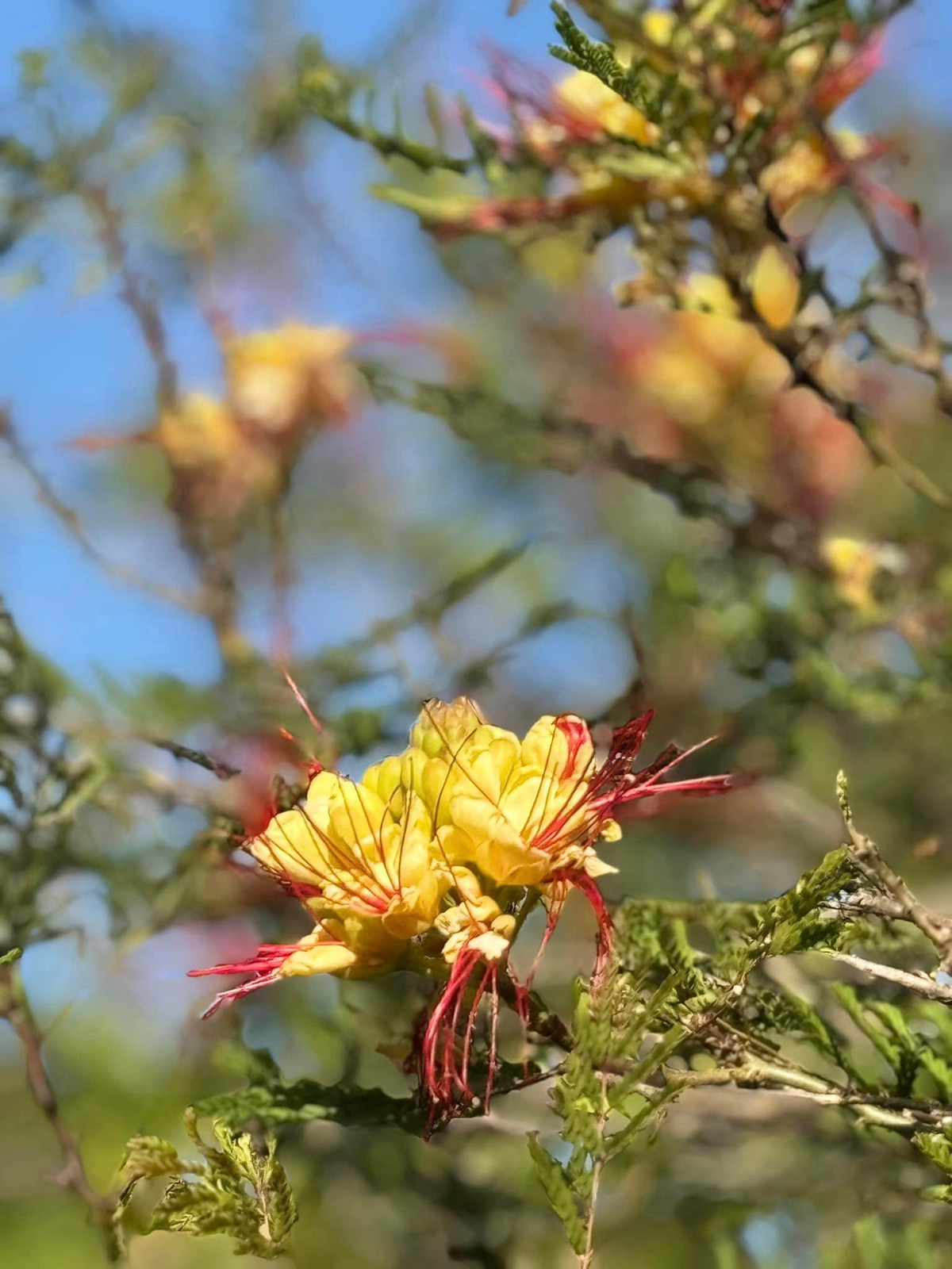 Các loại hoa đua nhau khoe sắc. Ảnh: FB Kim Hiền