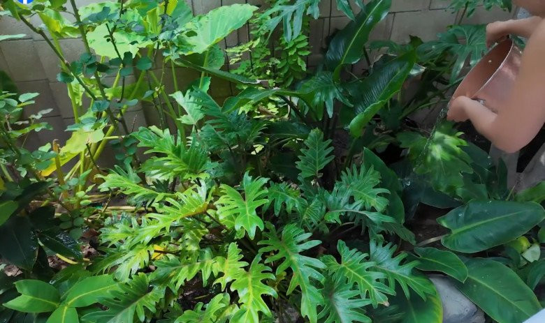 Kim Hiền còn dùng nước rửa rau để tưới cây, vừa chăm cây vừa tiết kiệm nước. Ảnh: FB Kim Hiền