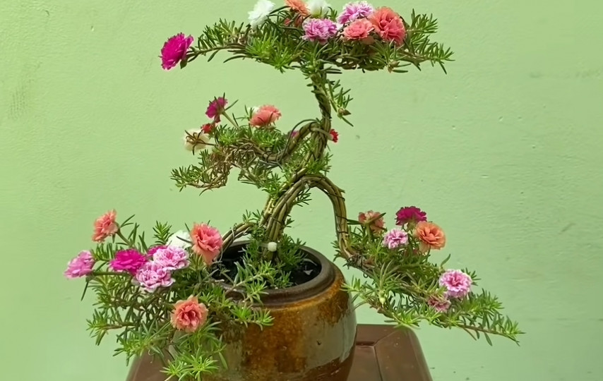 Mấy năm gần đây, hoa mười giờ bonsai được giới chơi cây cảnh ưa chuộng bởi dễ chăm và đẹp mắt. Ảnh: Nongnghiepmoi