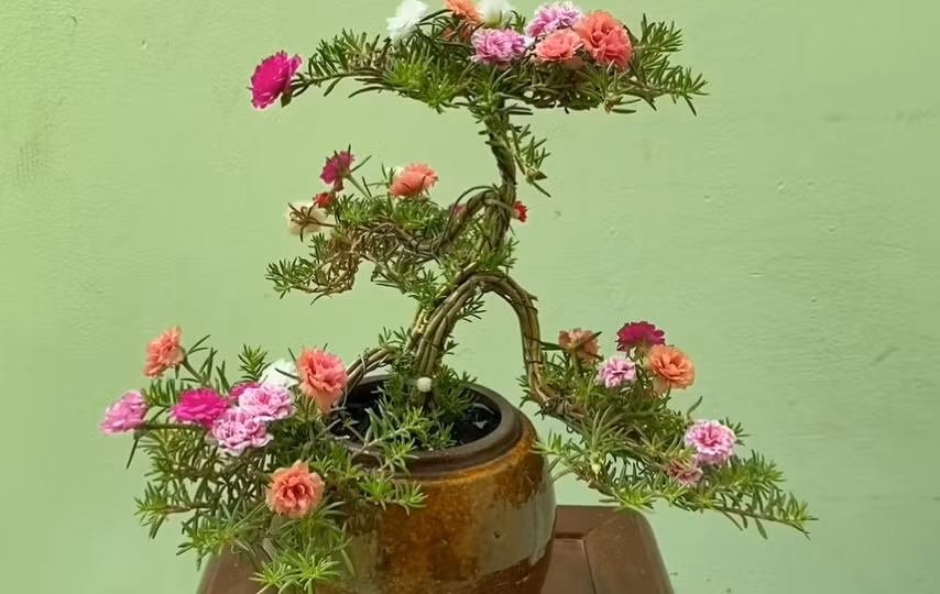 Mấy năm gần đây, hoa mười giờ bonsai được giới chơi cây cảnh ưa chuộng bởi dễ chăm và đẹp mắt. Ảnh: Nongnghiepmoi