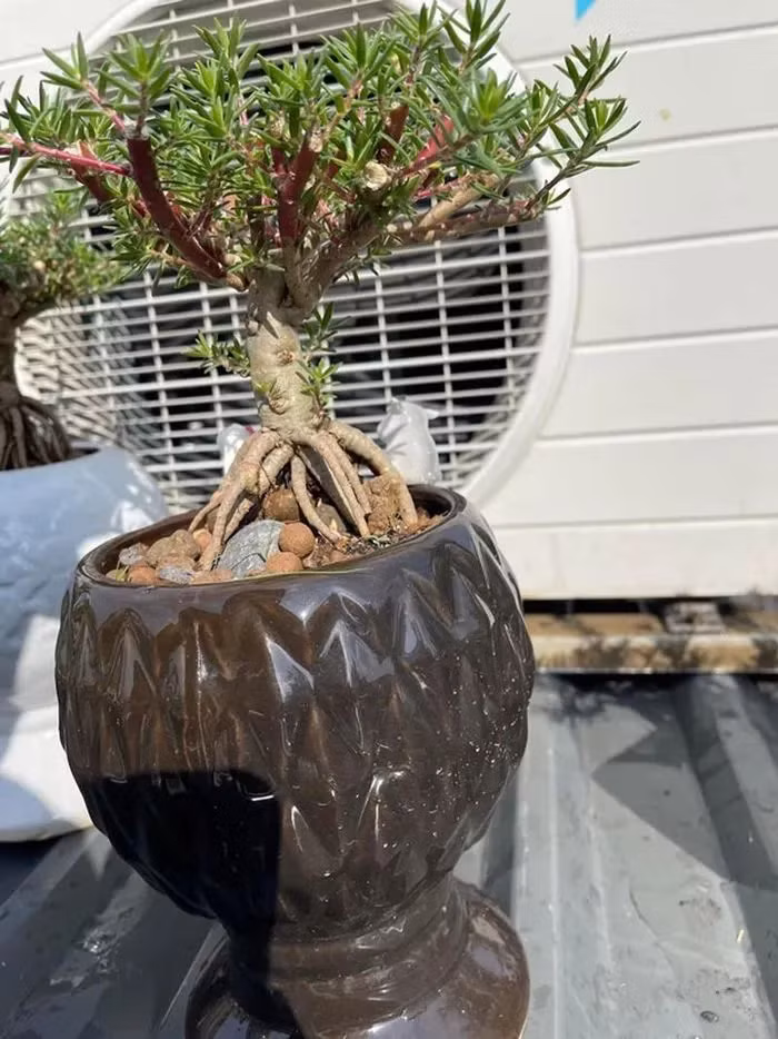 Mỗi tác phẩm mười giờ bonsai giá từ 250.000 đến cả triệu đồng cho một chậu. Ảnh: Dân Việt