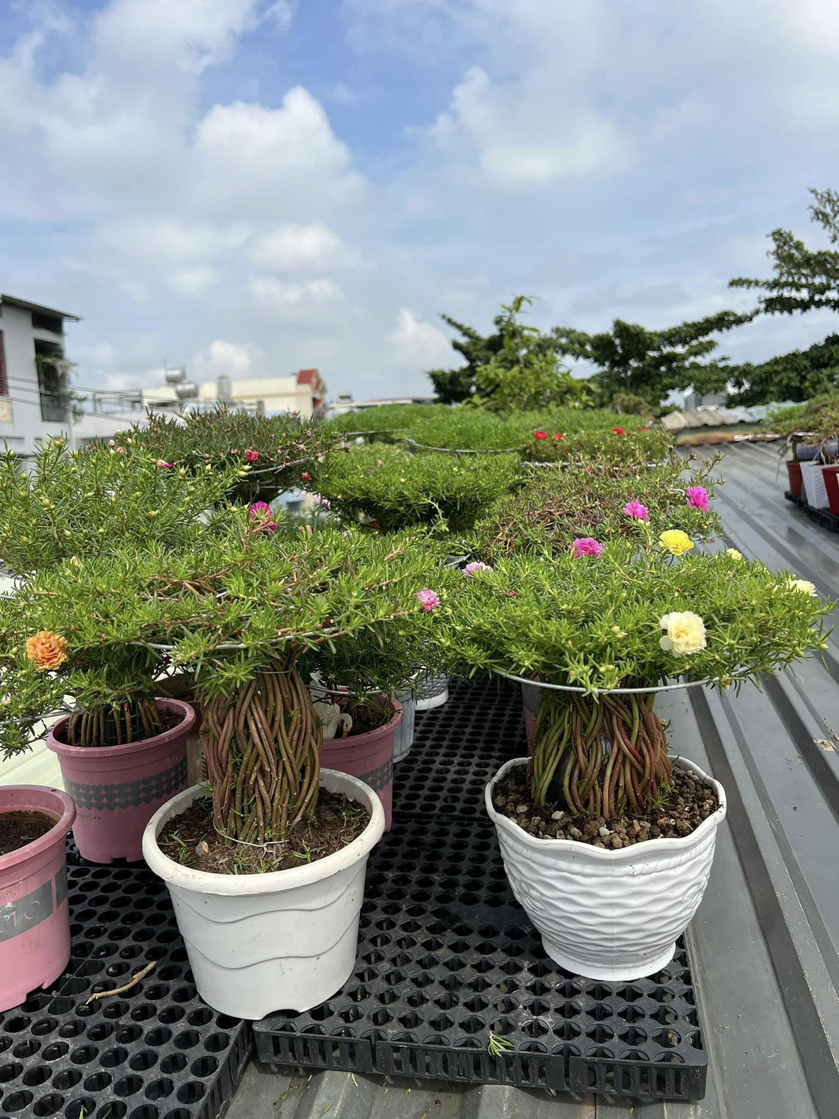 Trên thị trường, cây hoa mười giờ được đưa lên chậu và bán với giá dao động từ vài trăm nghìn đến cả triệu đồng/chậu khiến nhiều người ngỡ ngàng. Ảnh: Người đưa tin