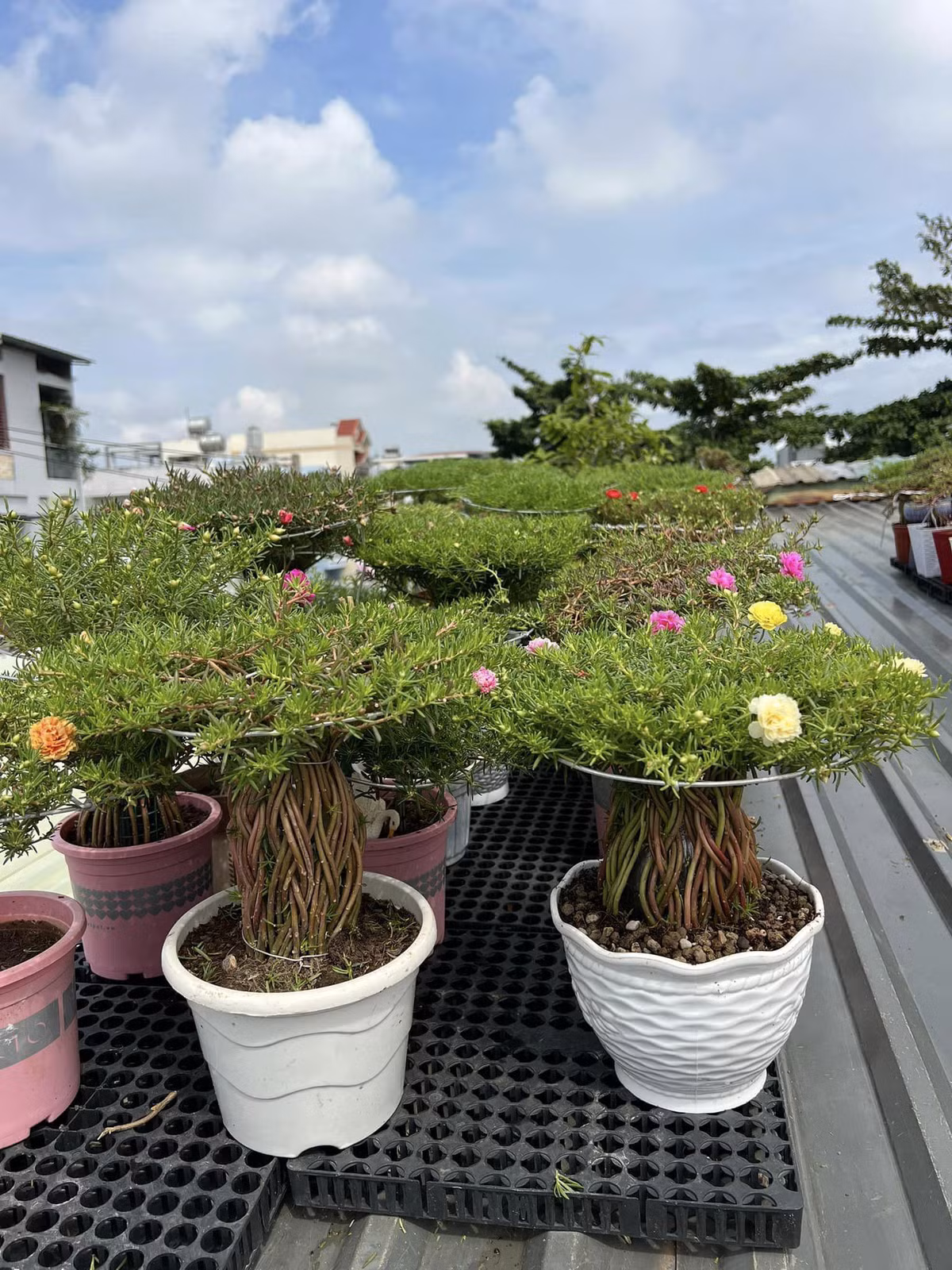 Trên thị trường, cây hoa mười giờ được đưa lên chậu và bán với giá dao động từ vài trăm nghìn đến cả triệu đồng/chậu khiến nhiều người ngỡ ngàng. Ảnh: Người đưa tin