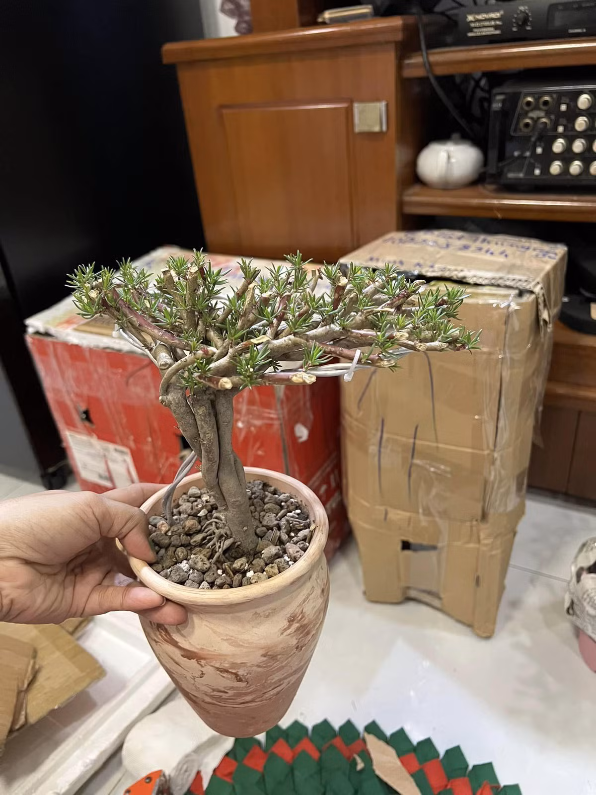 Khác với các giống hoa mười giờ tại Việt Nam, giống hoa mười giờ Trung Quốc thân khá to, tạo được bonsai rất nghệ thuật. Ảnh: Người đưa tin