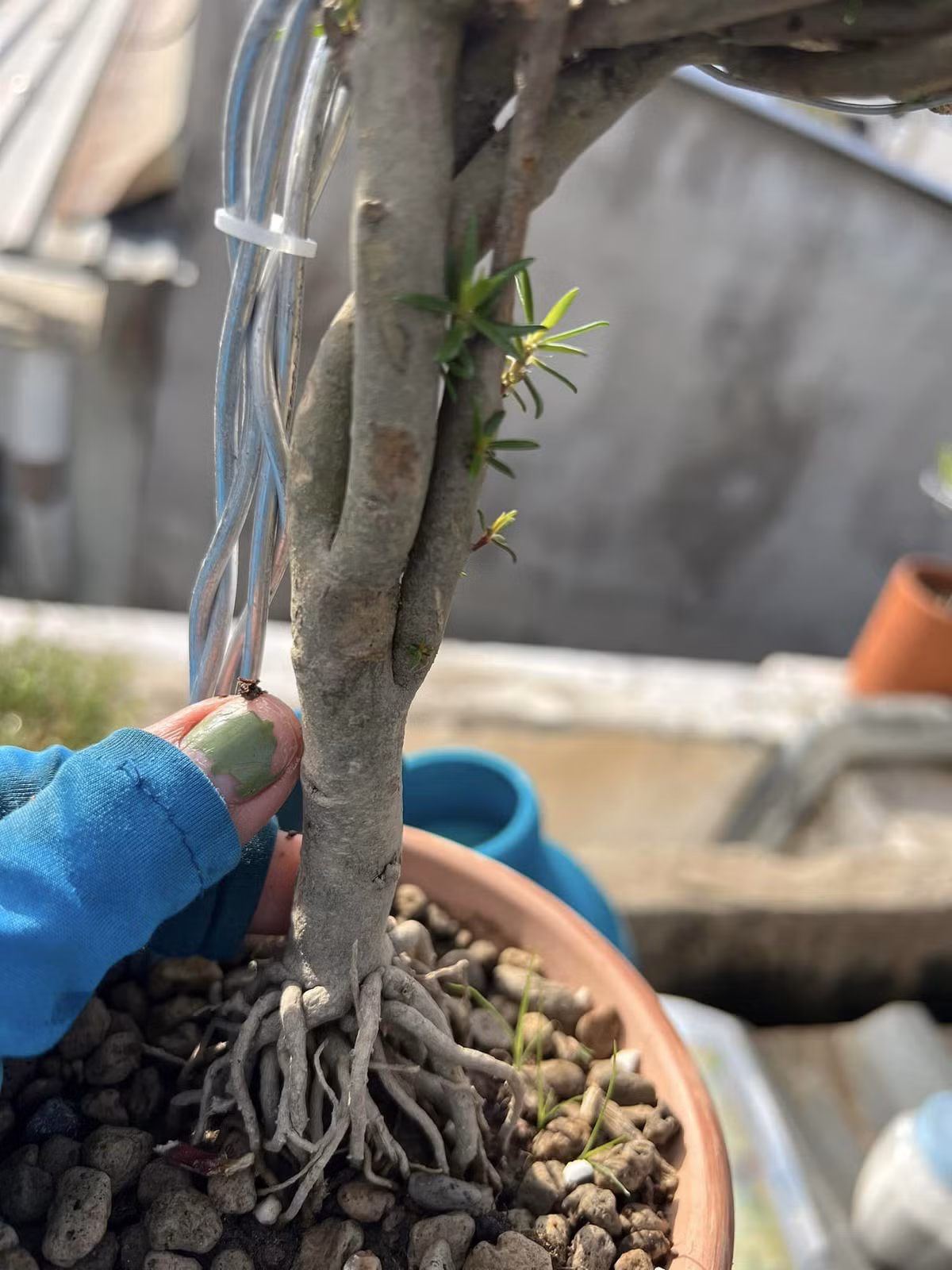 Nhiều cây bonsai mười giờ gốc to bằng ngón tay cái của người lớn. Ảnh: Người đưa tin