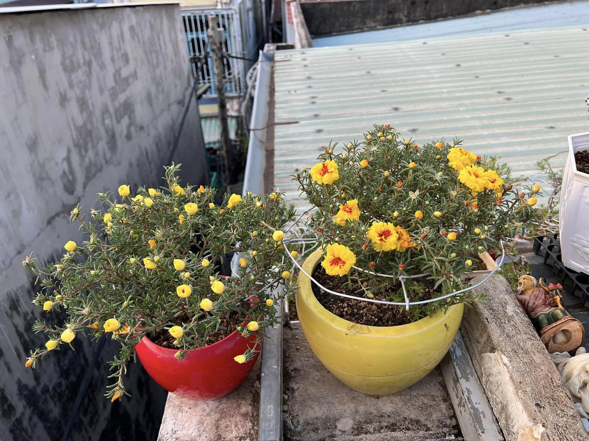 Những chậu hoa mười giờ gốc “cổ thụ" ngày càng được khách hàng ưa chuộng. Ảnh: Người đưa tin