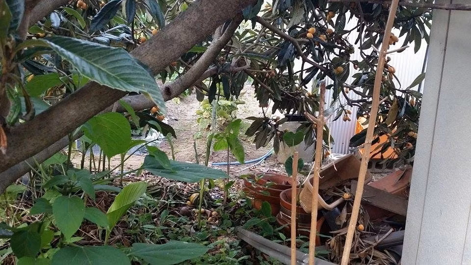 Biwa không phải là thứ quả được đánh giá cao và ưa chuộng tại Nhật Bản. Vào mùa quả chín, nhiều người cho nhau thậm chí để mặc cho chim ăn, có nơi quả rụng vàng gốc. Ảnh: Japan Times