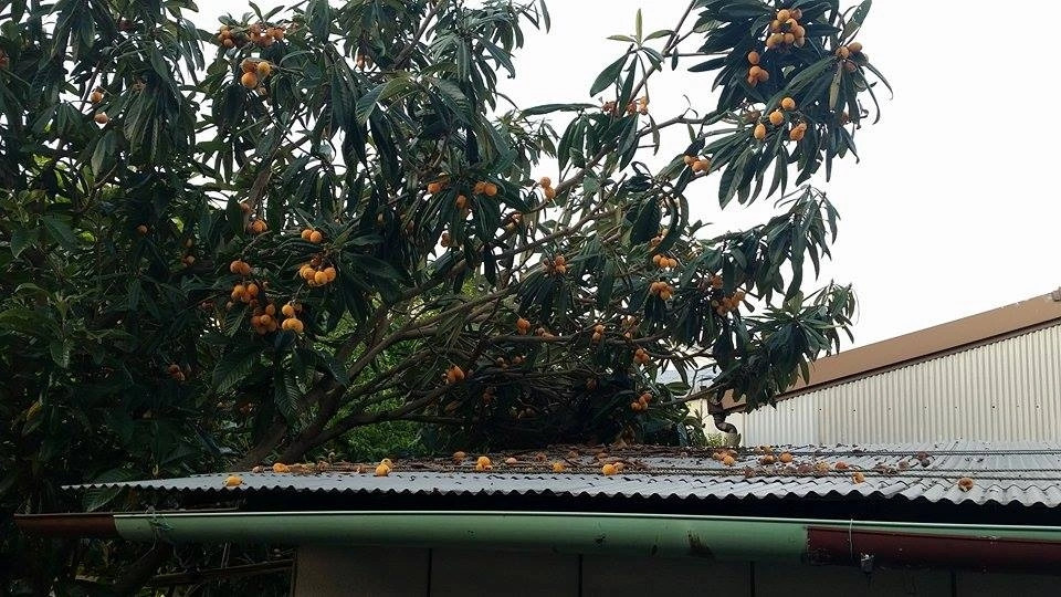 Trong siêu thị ở Nhật Bản, giá quả biwa rất rẻ, khoảng 50.000 - 100.000 VNĐ/kg. Ảnh: Japan Times