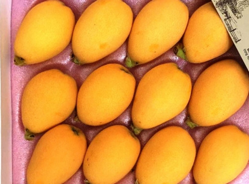 Quả nhót Nhật có màu vàng cam, hình bầu gần giống quả thanh trà nhưng mùi vị hoàn toàn khác. Khi chín, lớp vỏ bóc dễ dàng, ăn có vị ngọt mát. Ảnh: Internet