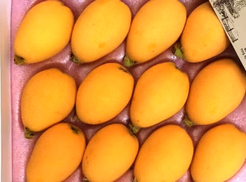 Quả nhót Nhật có màu vàng cam, hình bầu gần giống quả thanh trà nhưng mùi vị hoàn toàn khác. Khi chín, lớp vỏ bóc dễ dàng, ăn có vị ngọt mát. Ảnh: Internet