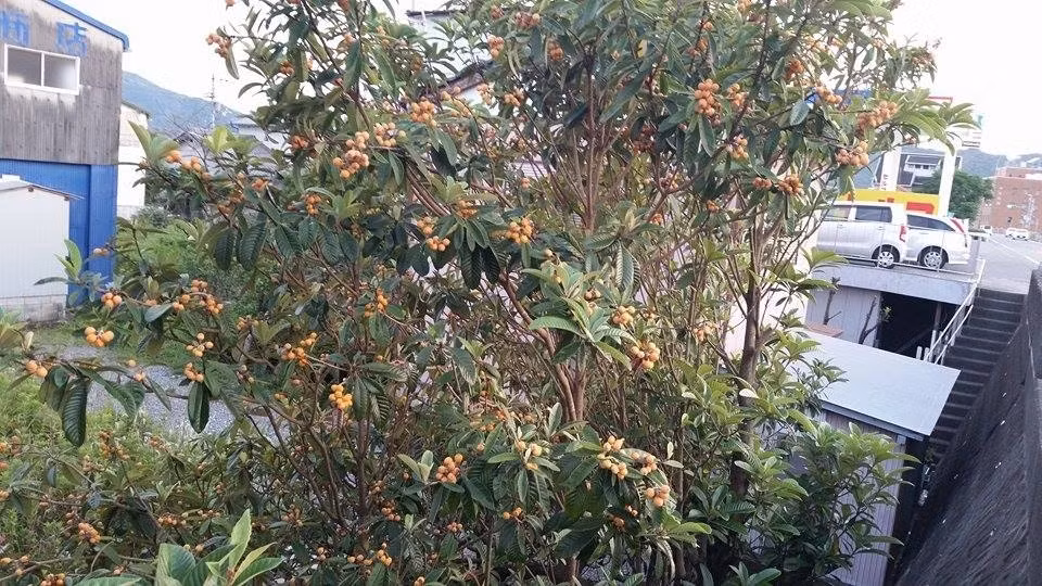 Quả biwa mọc khá phổ biến ở Nhật Bản, thậm chí được trồng làm bóng mát ở bên đường. Ảnh: Japan Times