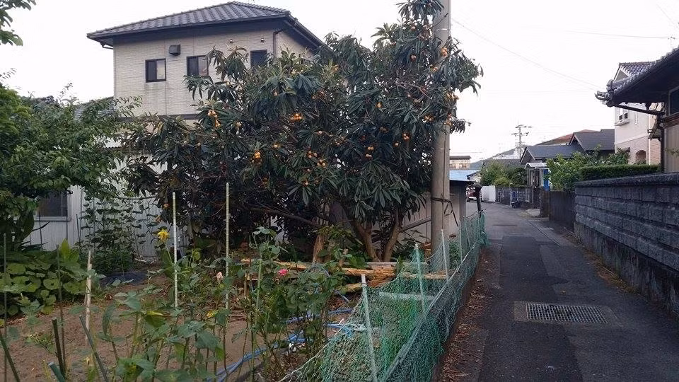 Về Việt Nam có mức giá "trên trời" nhưng theo nhiều người Việt đang sinh sống tại Nhật Bản, biwa gần như là một loại cây mọc dại bên đường, quả không có giá trị đến mức như “ca tụng”. Ảnh: Japan Times