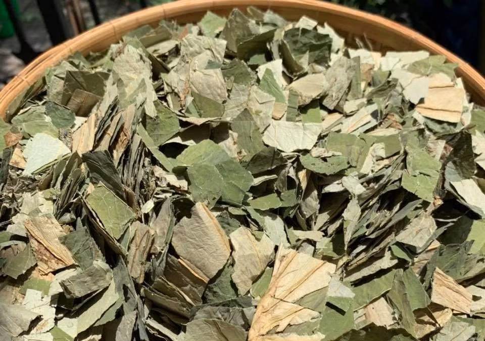 Nhưng hiện nay, lá sen tươi được bán từ 25.000 đến 35.000 đồng/kg. Lá sen khô giá từ 150.000 - 200.000 đồng/kg, thậm chí có thời điểm 400.000 đồng/kg. Ảnh: Vietnamnet