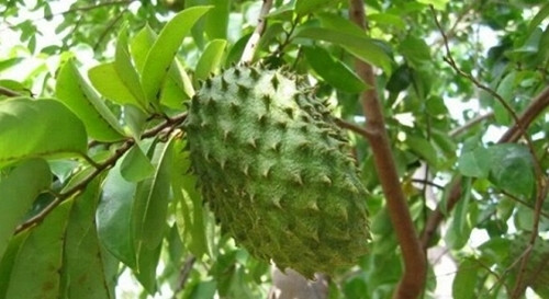 Thông thường, chúng ta chỉ để ý đến quả mãng cầu xiêm mà không hề biết lá mãng cầu còn có tác dụng hiệu quả trong việc chống lại các tế bào ung thư... Ảnh: Baoquangning