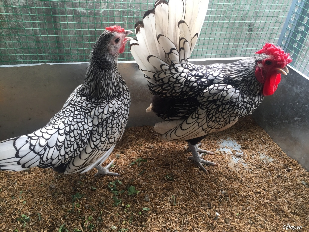 Có nguồn gốc tại Anh, gà vảy cá khi trưởng thành có trọng lượng chỉ khoảng 600 - 800g. Ảnh: Tieudung