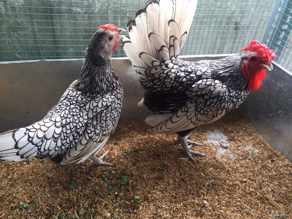 Có nguồn gốc tại Anh, gà vảy cá khi trưởng thành có trọng lượng chỉ khoảng 600 - 800g. Ảnh: Tieudung
