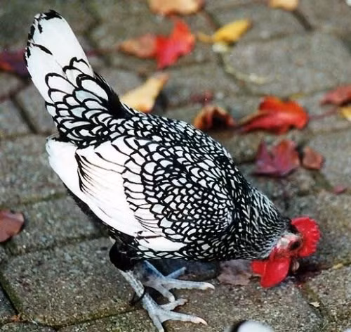 Những con gà có màu lông đẹp, độc lạ có thể trả giá cao gấp nhiều lần. Ảnh: Mactech