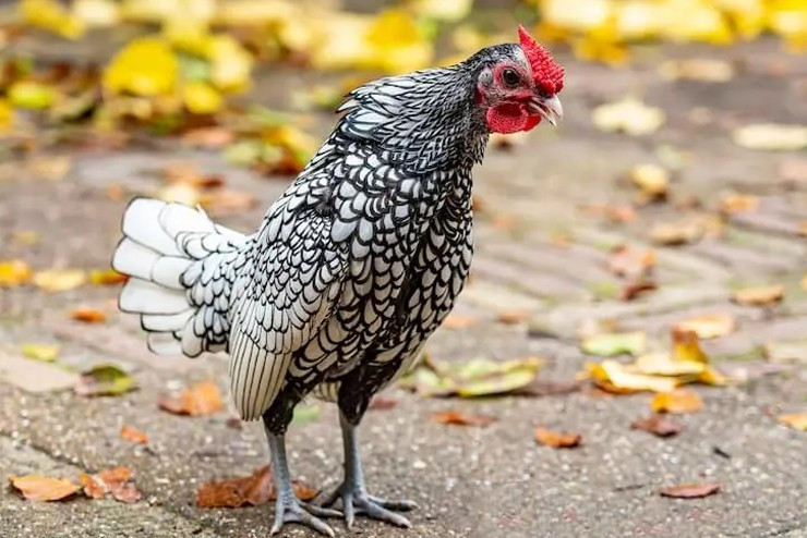 Độ đắt giá của gà vảy cá được căn cứ đánh giá ở bộ lông. Bộ lông càng đẹp, màu sắc đều thì sẽ càng có giá cao. Ảnh: Internet