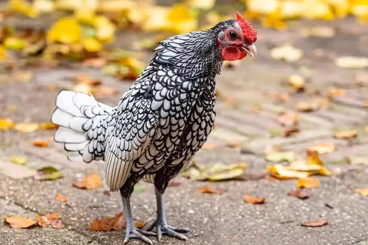 Độ đắt giá của gà vảy cá được căn cứ đánh giá ở bộ lông. Bộ lông càng đẹp, màu sắc đều thì sẽ càng có giá cao. Ảnh: Internet