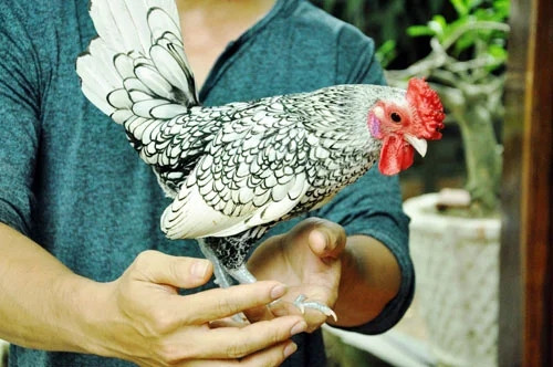 Hoa văn vảy cá chính là nét độc đáo riêng mà không giống gà nào có được. Ảnh: Dân Việt