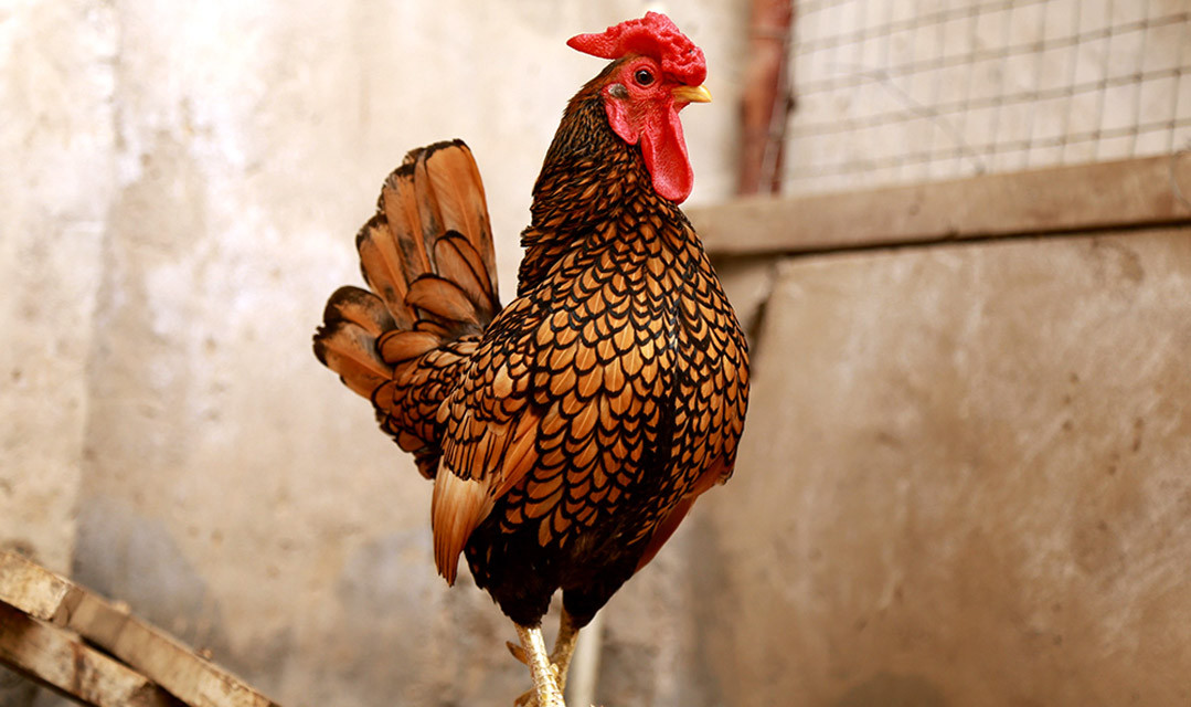 Là giống gà nhập ngoại nên giá gà vảy cá rất đắt, từ 5-10 triệu đồng/cặp. Gà giống khoảng 1 tuần tuổi có giá khoảng 1,5 triệu đồng/con. Ảnh: Printest