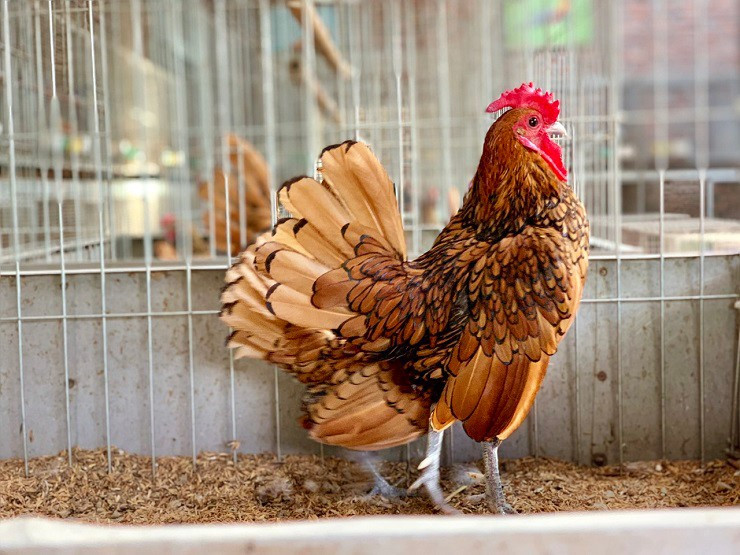 Gà vảy cá có 2 màu lông phổ biến là trắng bạc và vàng đồng. Trong đó, gà màu vàng đồng hiếm hơn, giá cũng đắt hơn vài triệu so với gà màu trắng bạc. Ảnh: Internet
