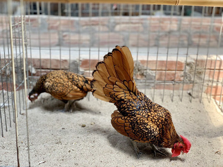 Không chỉ hình dáng đẹp, gà vảy cá còn tượng trưng cho sự may mắn, sung túc và tài lộc. Vì thế, gà vảy cá được nhà giàu săn về nuôi làm cảnh. Ảnh: Printest