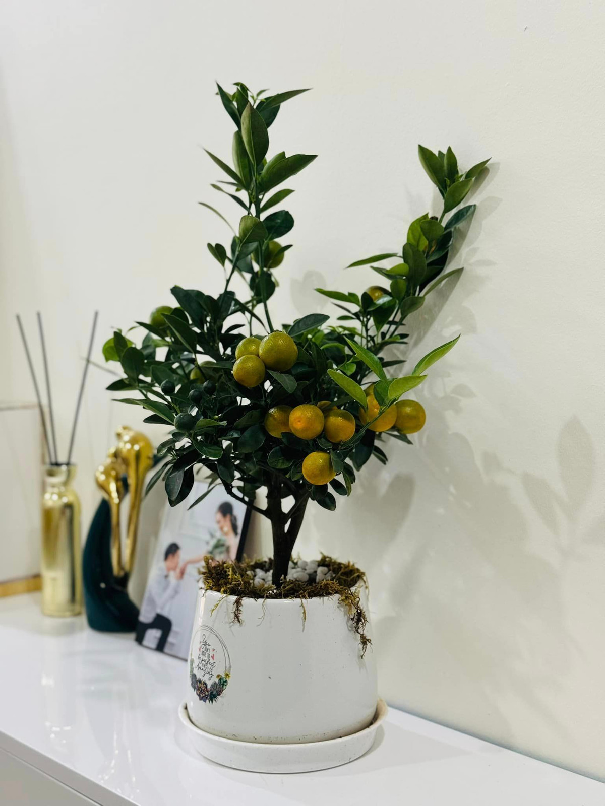 Chậu quất nhỏ xinh tô điểm cho không gian phòng khách.