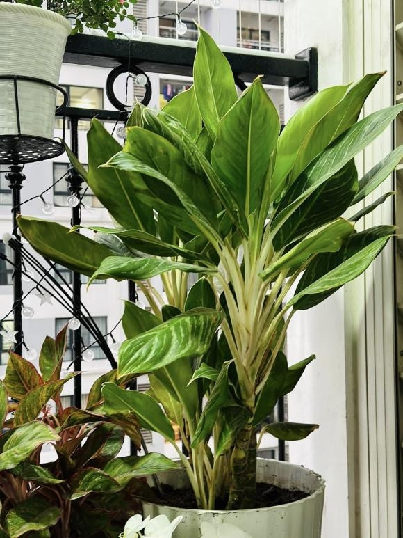 Ban công trồng nhiều loại cây xanh.