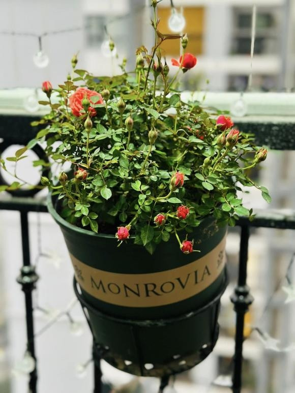 Hoa hồng khoe sắc. Nguồn ảnh: FBNV