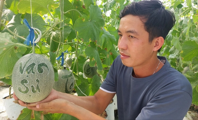 Năm nay, anh Nguyễn Hoàng Duy (SN 1989), ở ấp Kiết Bình, xã Lâm Kiết, huyện Thạnh Trị (Sóc Trăng) đưa ra thị trường 600 cặp dưa lưới khắc chữ. Ảnh: Dân Việt