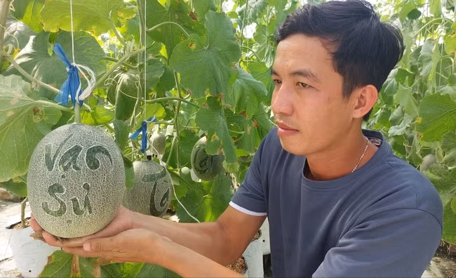 Năm nay, anh Nguyễn Hoàng Duy (SN 1989), ở ấp Kiết Bình, xã Lâm Kiết, huyện Thạnh Trị (Sóc Trăng) đưa ra thị trường 600 cặp dưa lưới khắc chữ. Ảnh: Dân Việt