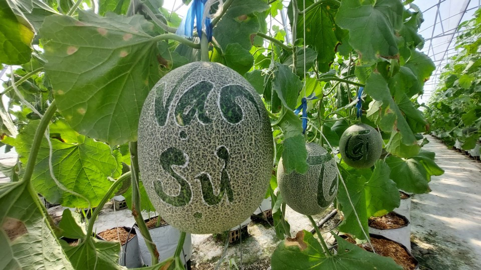 Không chỉ bưởi đỏ Đông Cao, dưa lưới khắc chữ cũng hút khách dịp Tết Nguyên đán 2024. Ảnh: Kinhtedothi