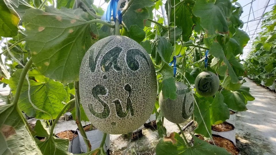 Không chỉ bưởi đỏ Đông Cao, dưa lưới khắc chữ cũng hút khách dịp Tết Nguyên đán 2024. Ảnh: Kinhtedothi