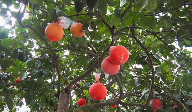 Bưởi đỏ mang ý nghĩa Tài lộc - Thịnh vượng - May mắn nên thường được người tiêu dùng lựa chọn mỗi dịp Tết. Ảnh: Taichinhdoanhnghiep