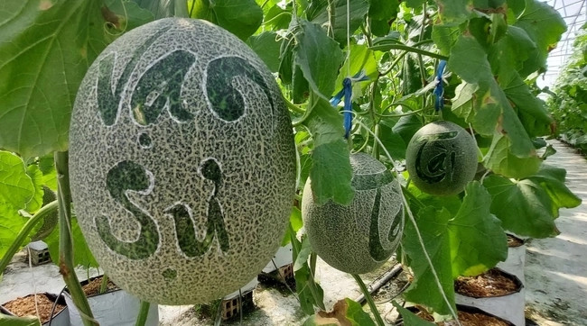Những trái dưa lưới được khắc các chữ "Tài", "Lộc", "Vạn Sự" và có trọng lượng từ 2kg/trái. Ảnh: Dân Việt