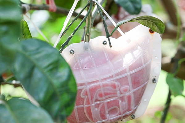 Trái bưởi Đông Cao được ép khuôn tạo hình hai chữ tài, lộc ngay từ khi quả còn non. Ảnh: Dân trí