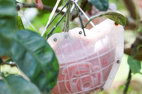 Trái bưởi Đông Cao được ép khuôn tạo hình hai chữ tài, lộc ngay từ khi quả còn non. Ảnh: Dân trí